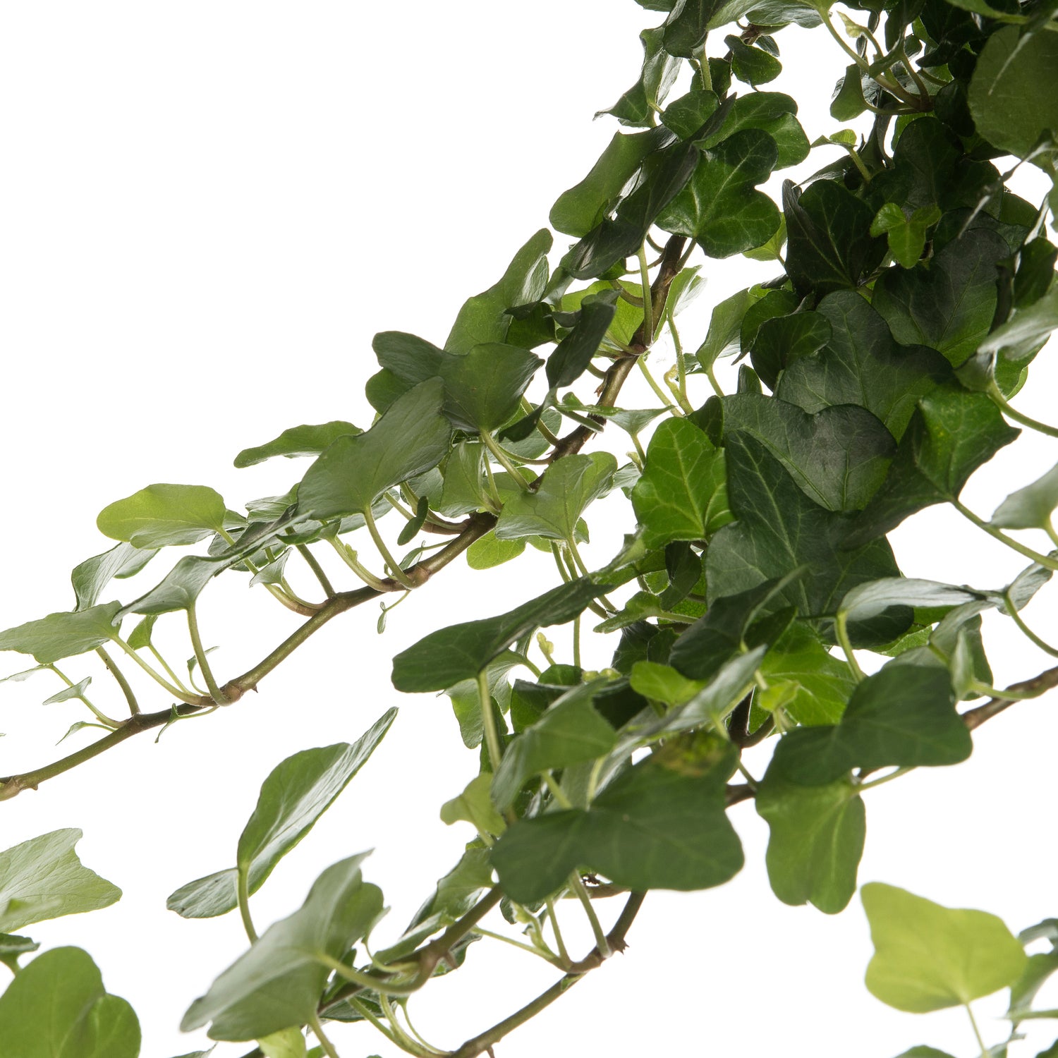 Klimop in hangpot (Hedera helix 'Wonder') D 19 H 40 cm