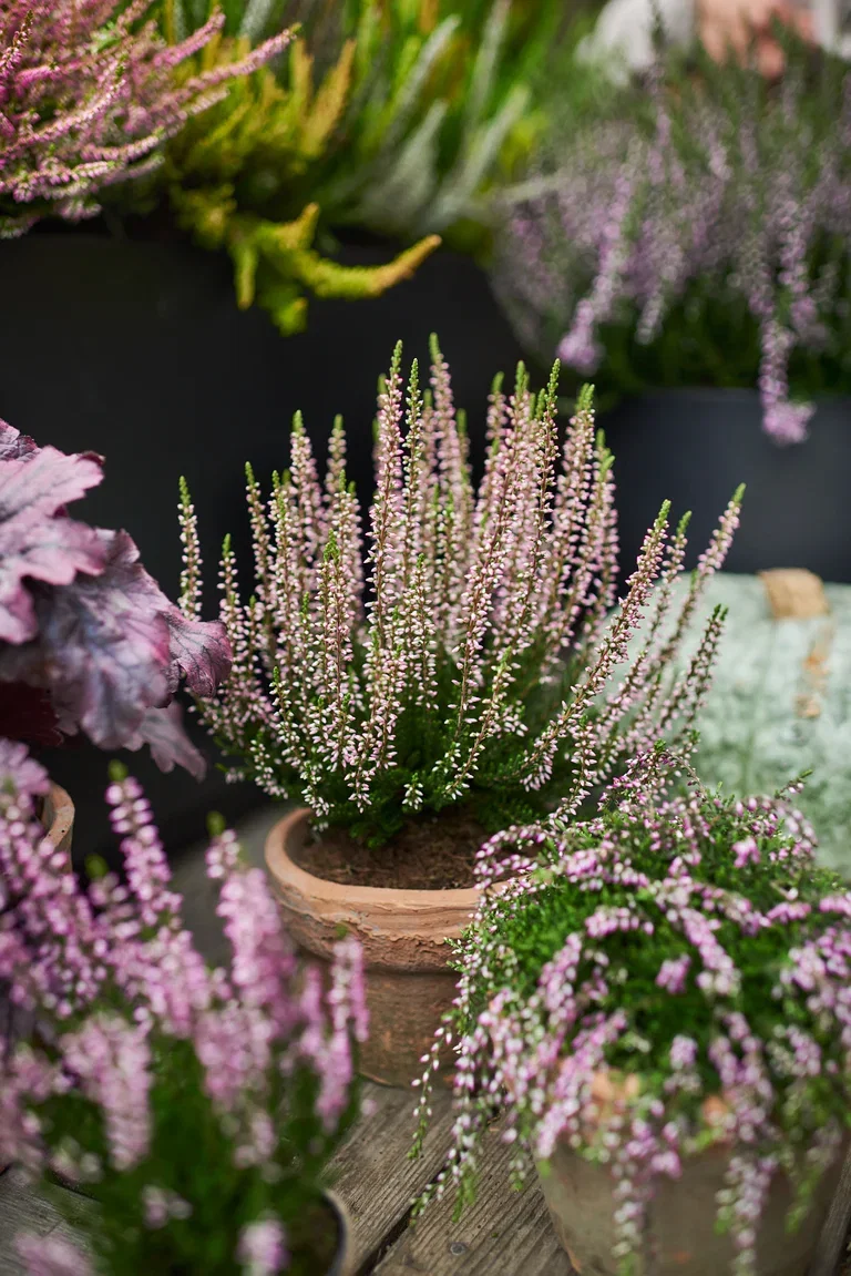 Calluna vulgaris Røsslyng Ø10,5 cm