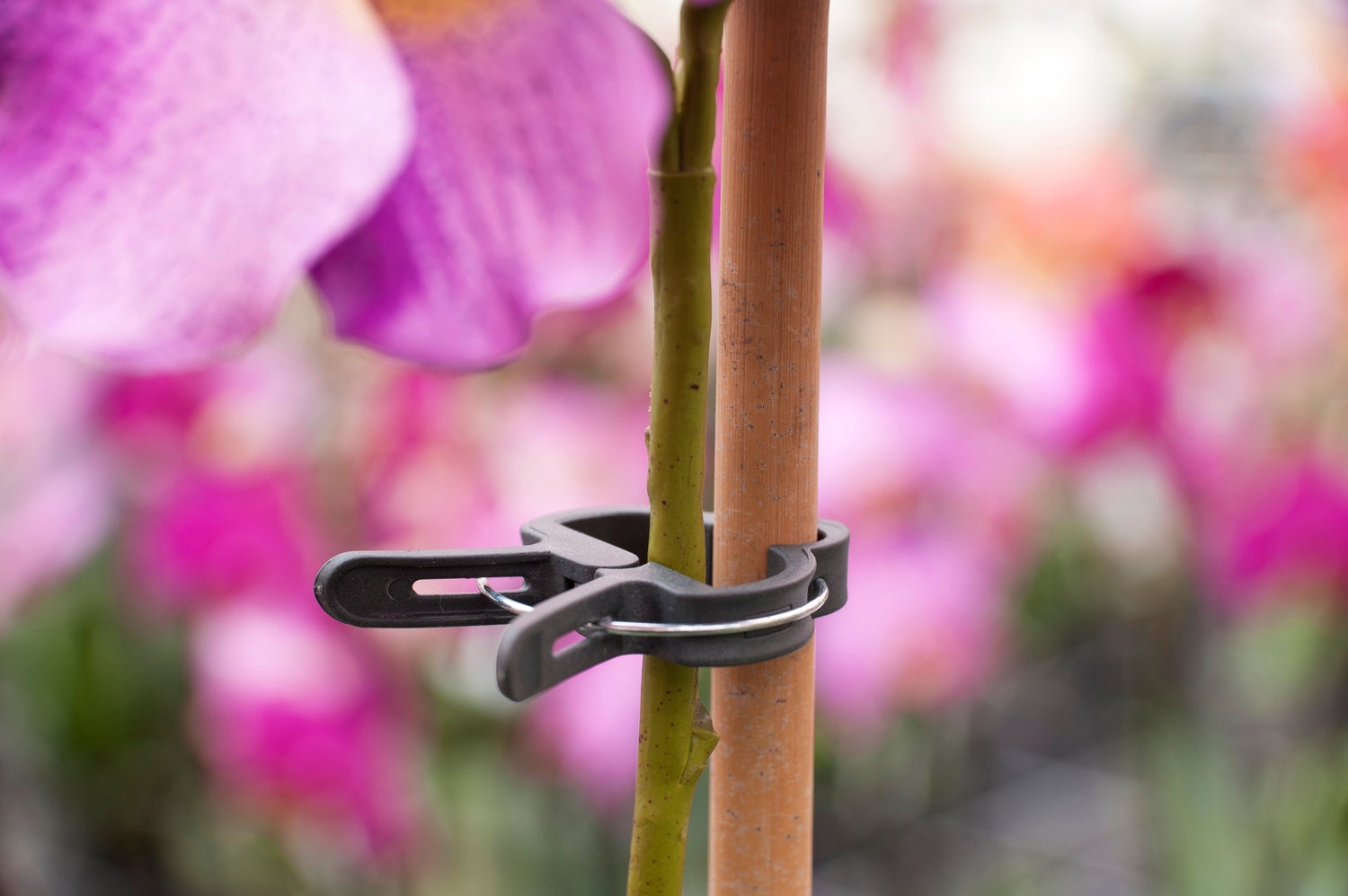 Nature plantenclip D18mm 5 stuks