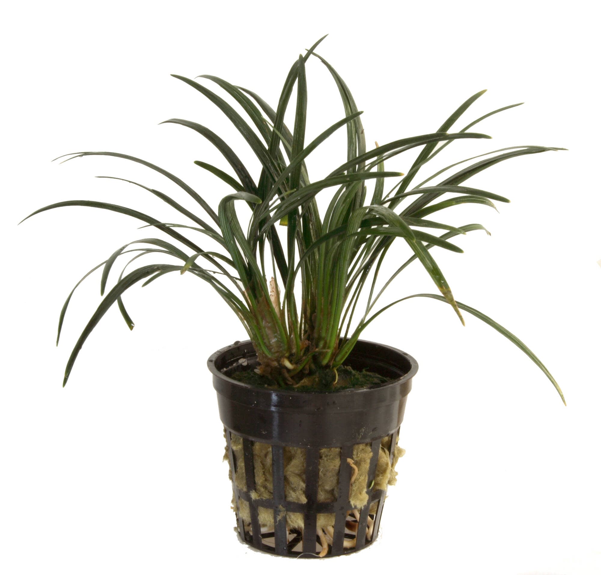 Planta tropical Ibérica Ophiopogon Kyoto anão
