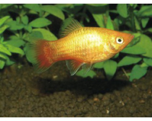 Vis Platy Mix geel - Xiphophorus maculatus
