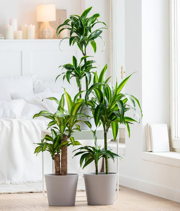 Drachenbaum - Dracaena deremensis 'Dorado'