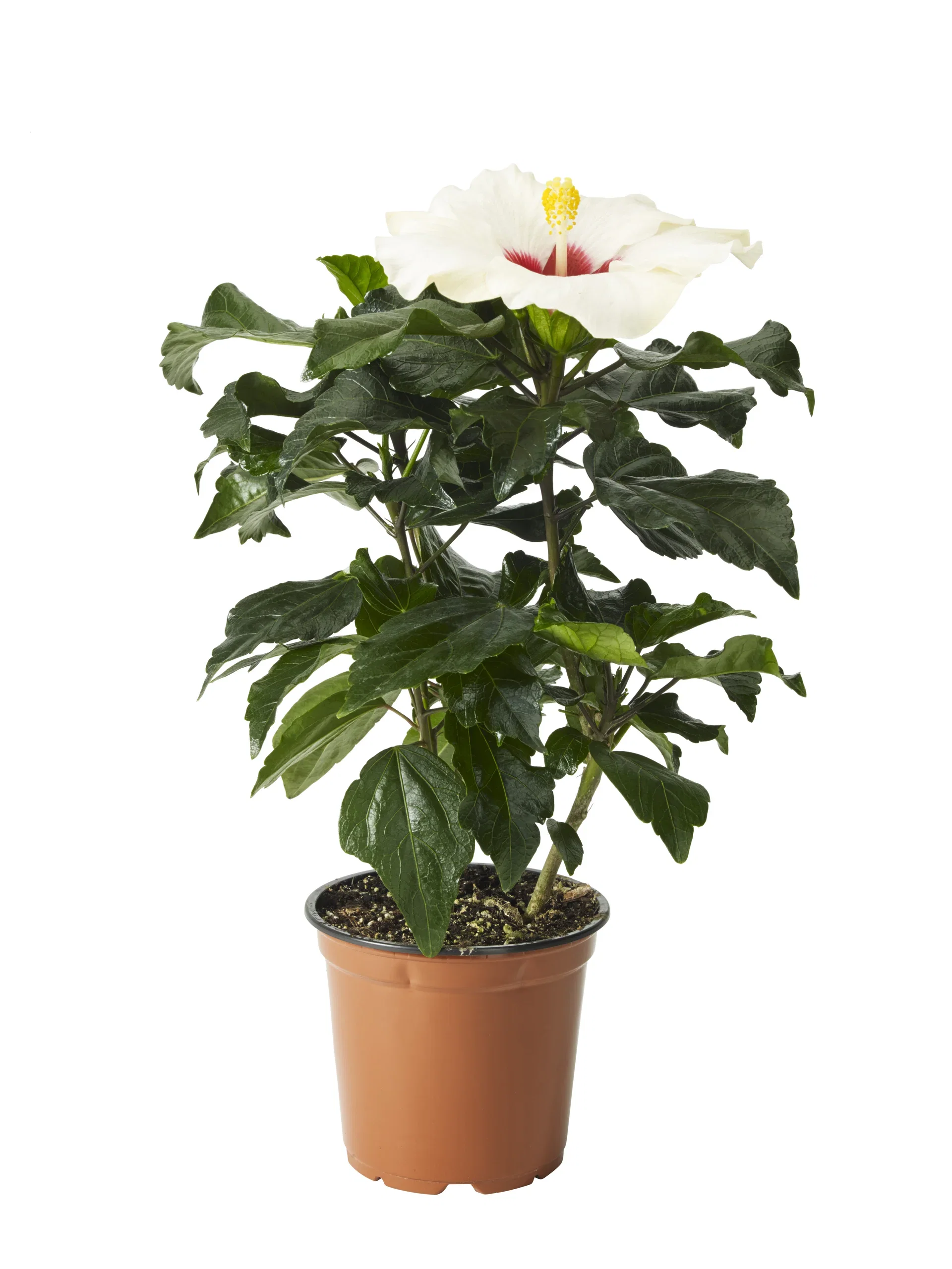 Hibiscus Hawaiirose Høyde 25 cm