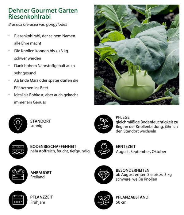 Dehner Gourmet Garten Riesenkohlrabi, 6er