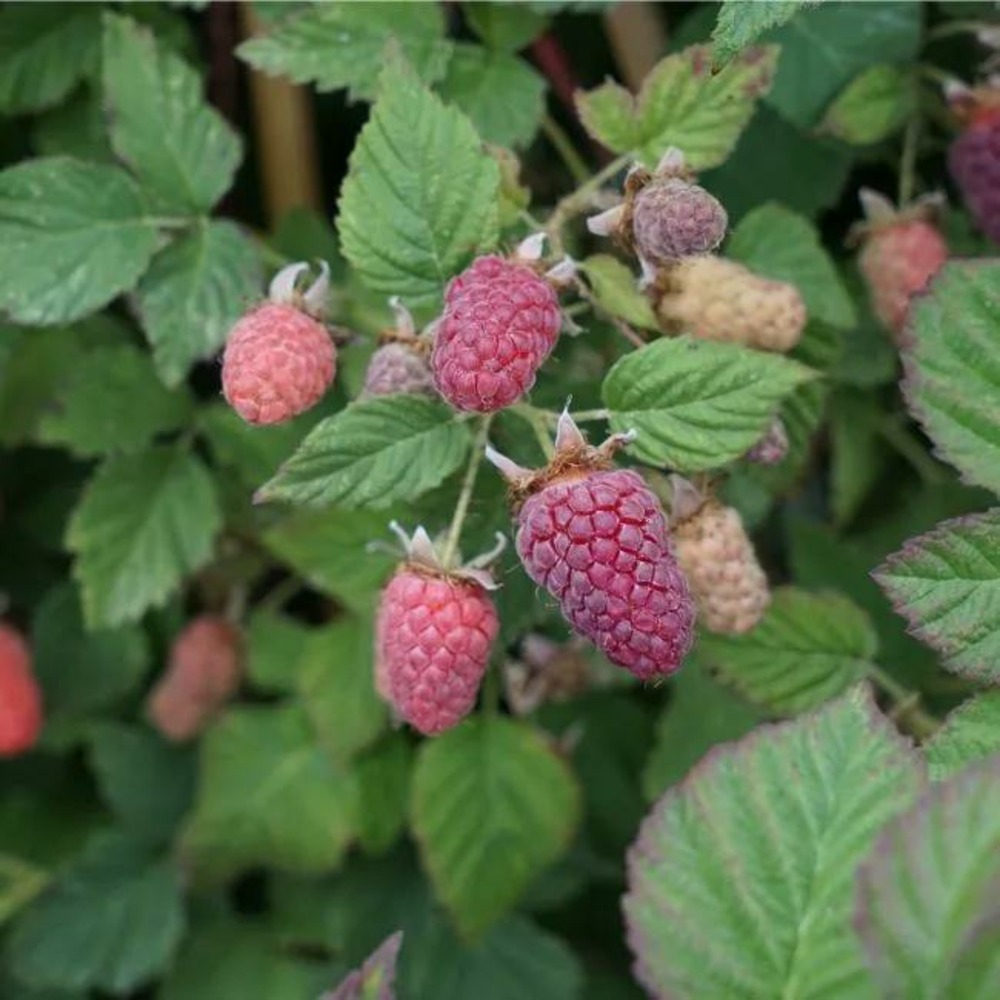 Mûre-framboise tayberry - rubus tayberry 3l