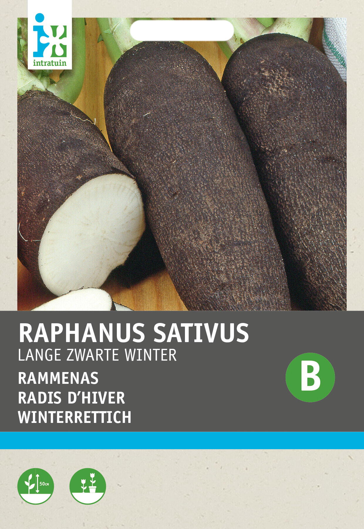Intratuin groentezaad Rammenas (Raphanus sativus 'Lange Zwarte Winter')