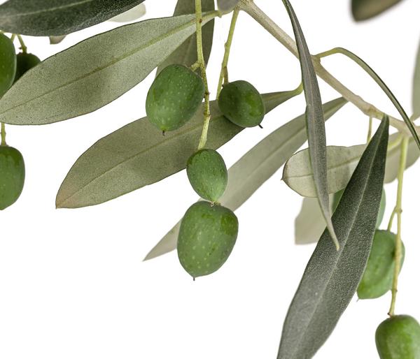 Olive, Stämmchen