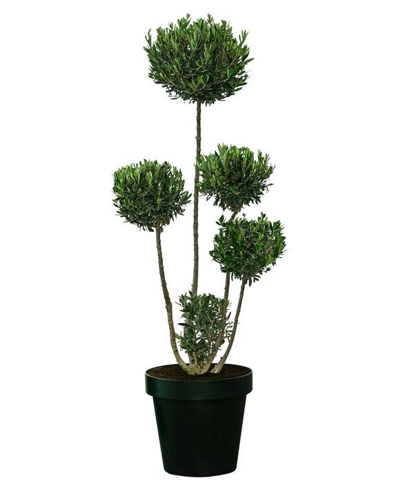XXL Pompon-Olivenbaum, ca. 160-180 cm