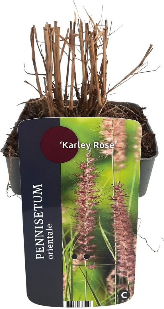 Lampenpoetsersgras (Pennisetum orientalis 'Karley Rose') D 19 H 30 cm