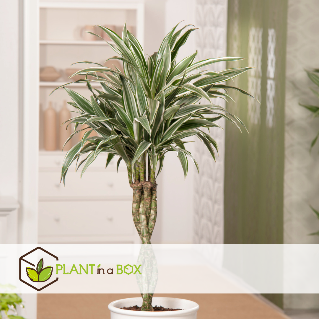 Dracaena deremensis - white stripe - pot 17cm - hauteur 60-70cm