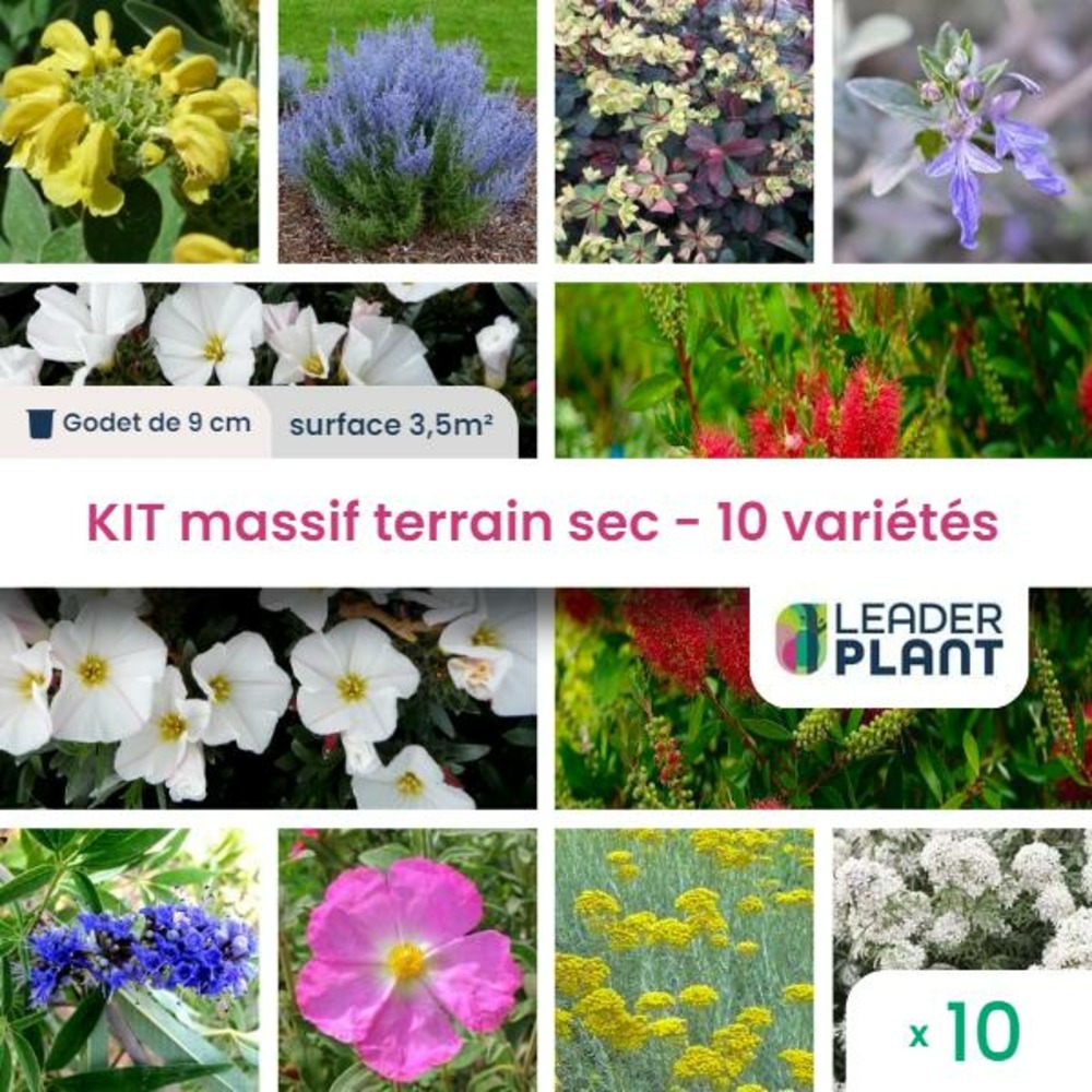 Kit massif terrain sec - 10 variétés - lot de 10 plants en godet