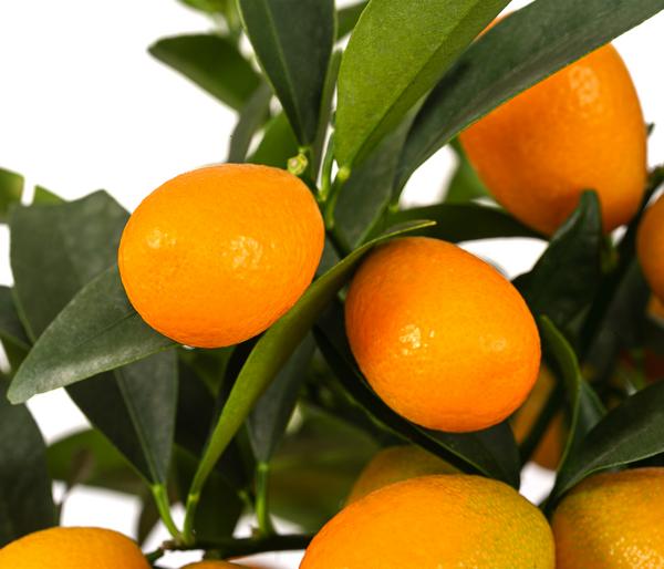 Kumquat