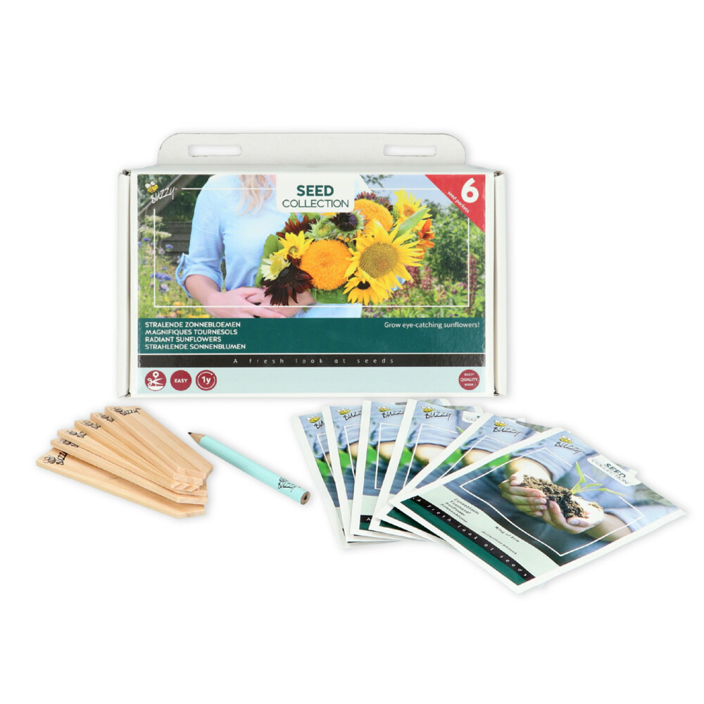 Buzzy Collection Kweekset 6 Stralende Zonnebloemen1 set