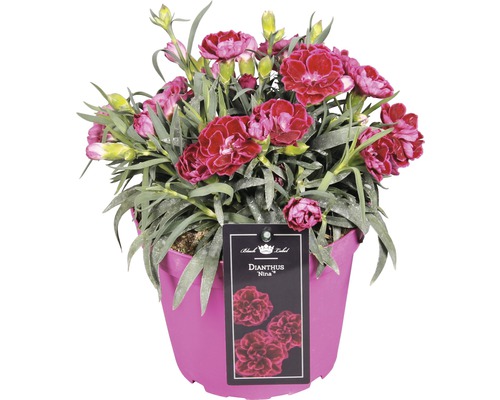 Anjer, Tuinanjer FloraSelf Dianthus caryophyllus 'Nina' H 10-15 cm Ø 15 cm pot