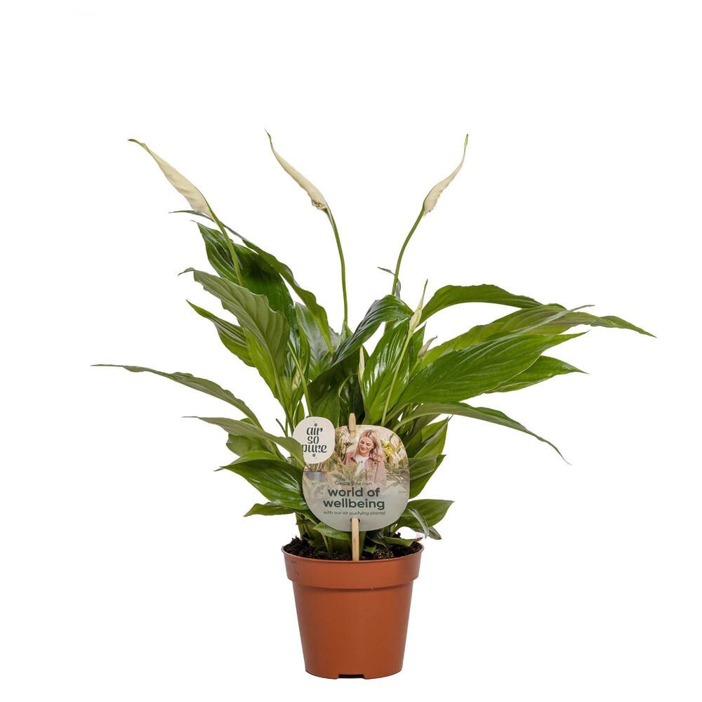 Spathiphyllum Torelli (lepelplant) - Kamerplant - 12 cm