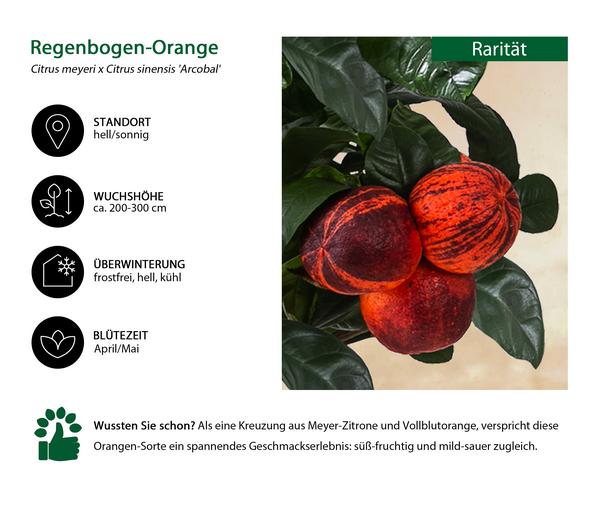 Regenbogen-Orange 'Arcobal'