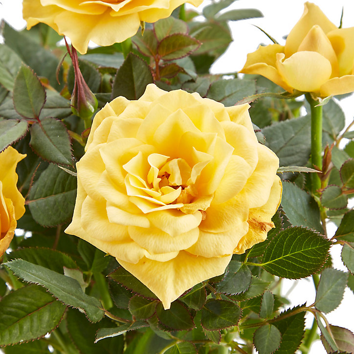Rosier d'intérieur, assortiment, 10,5cm