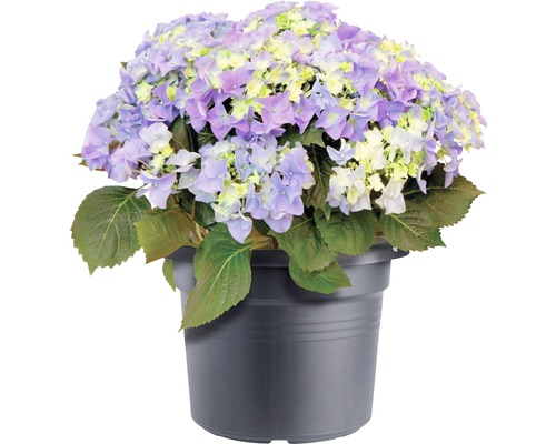 elho Green Basics plantenpot, kunststof, Ø 45 cm, H 34 cm, zwart