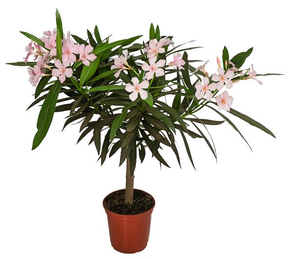 Oleander, Stämmchen, verschiedene Farben