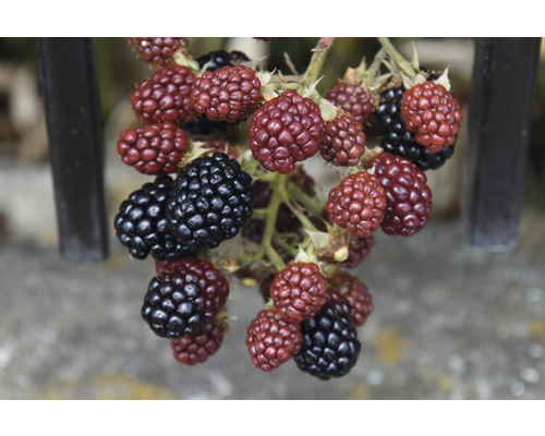 Biologische doornloze braam FloraSelf Organic Rubus fruticosus 'Thornfree' Co 2 L
