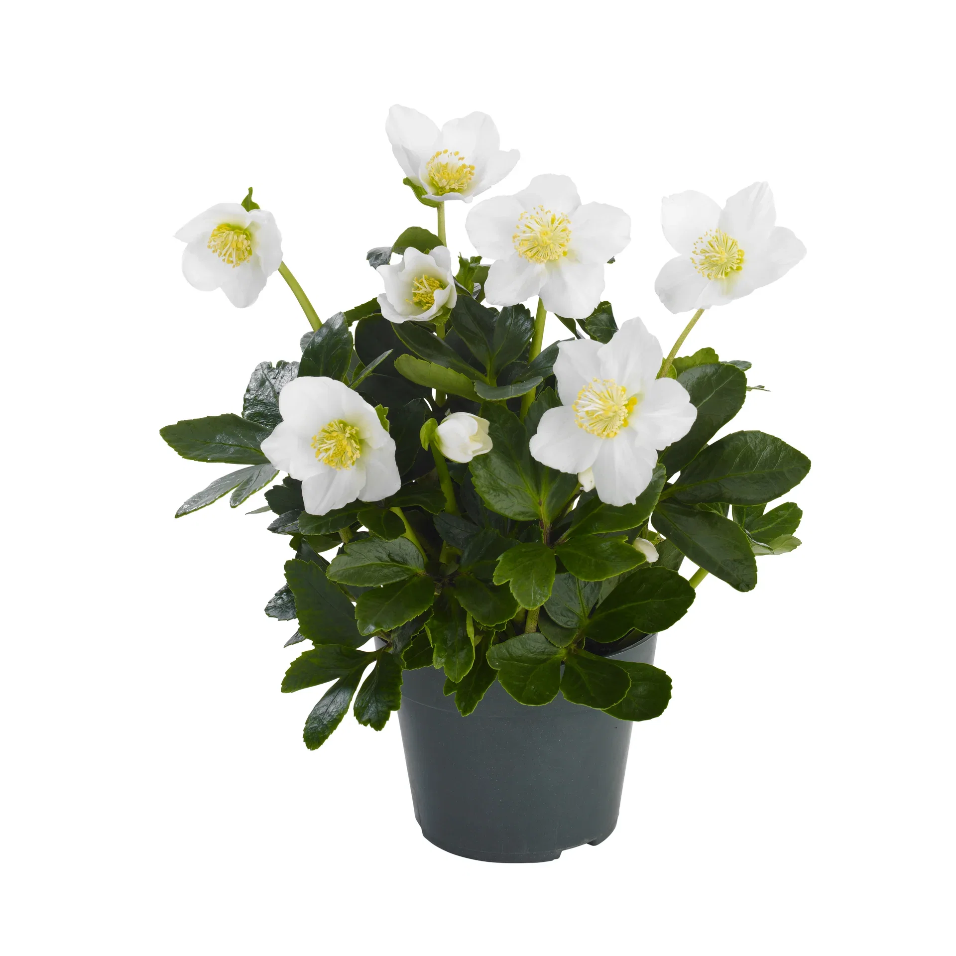 Helleborus niger Hvit Julerose G.C. ® Ø10,5 cm