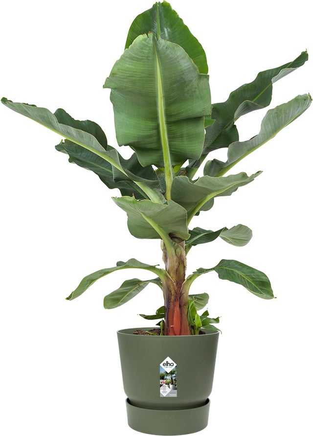 Elho bloempot Greenville groen D 50 H 55 cm