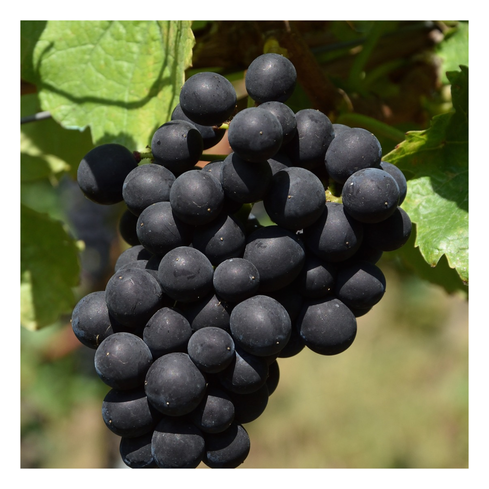Vigne vinifera autumn royal/vitis vinifera autumn royal[-]pot de 3l - 60/120 cm