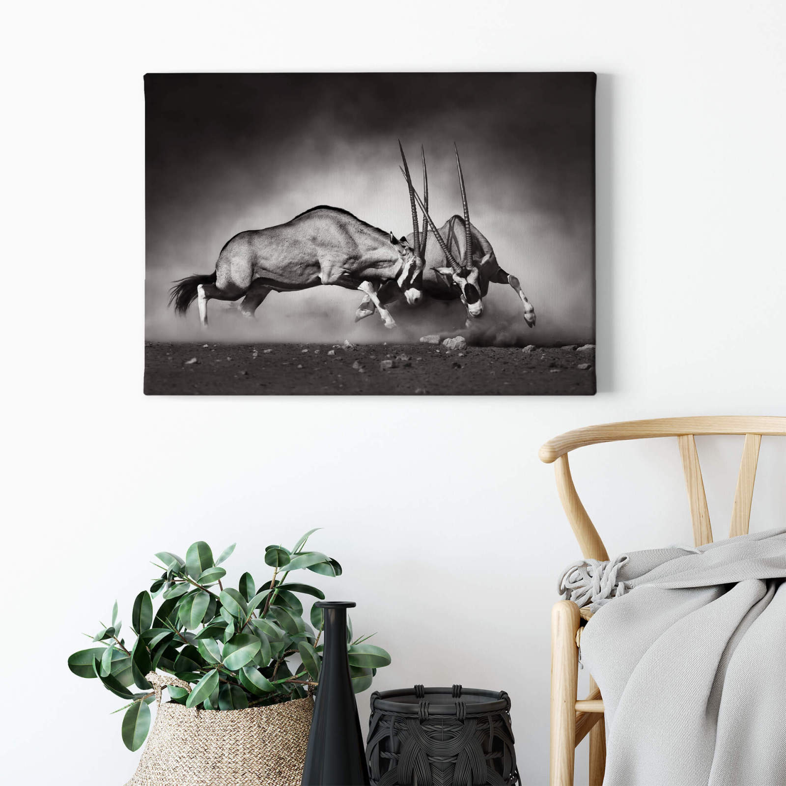 Leinwandbild SPIESSBÖCKE - weiß-schwarz - 70x50 cm