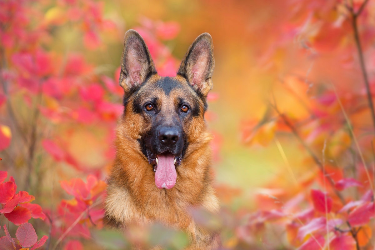 Papermoon Fototapete »Hund in Natur«