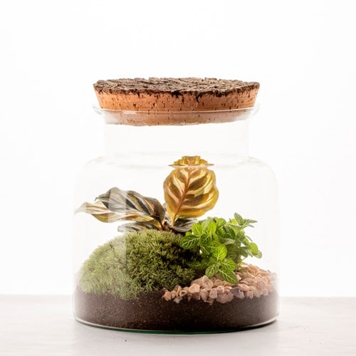 Petit terrarium Lyo