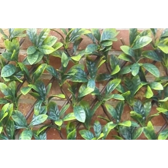 Treillis Citronnier 180 x 60 cm