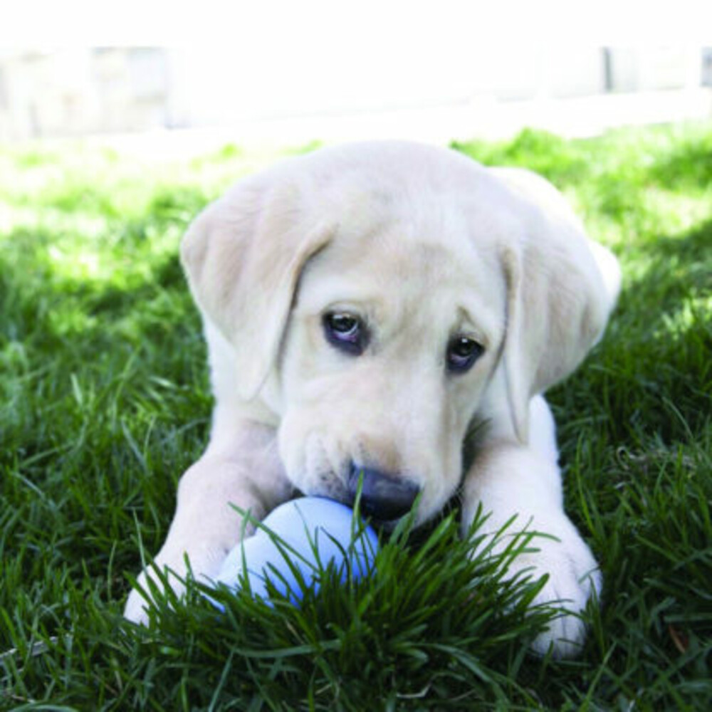 Kong Snacks Puppy Kip - Rijst L