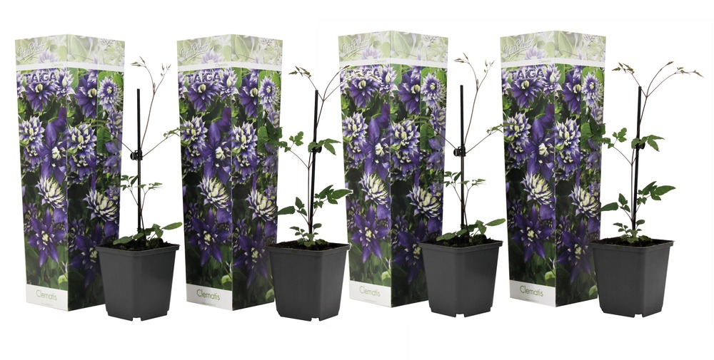 Clematis taiga - set de 4 - plantes grimpantes - pot 9cm - hauteur 25-40cm