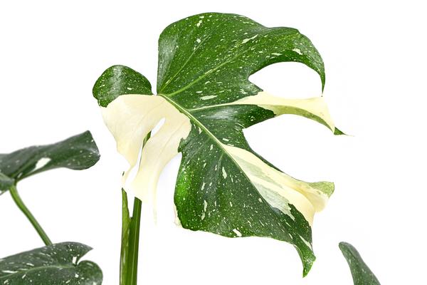 Fensterblatt - Monstera deliciosa 'Thai
