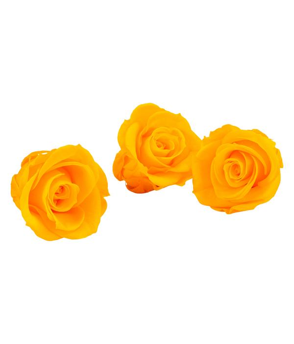 Dehner Longlife-Rose, ca. Ø3 cm