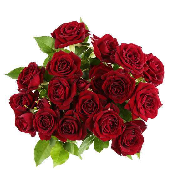 Botte de 5 roses rouges H50cm