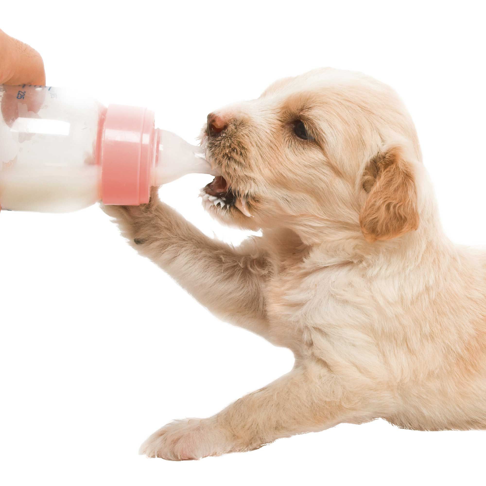 Schecker Welpenmilch - Muttermilchersatz für Hunde