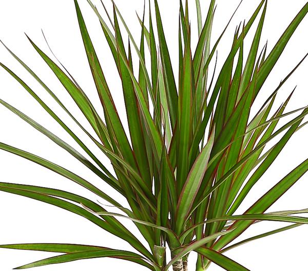 Drachenbaum - Dracaena marginata