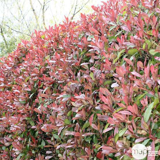 Photinia x fraseri ' Red Robin ' : ctr 15 litres