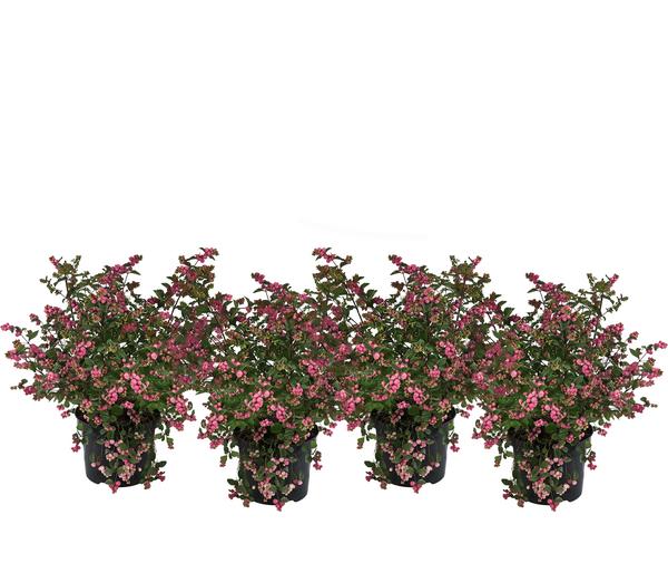 Blütenhecke 'Mother of Pearl', 4er-Set