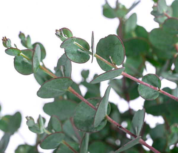 Mostgummi-Eukalyptus 'Azura'