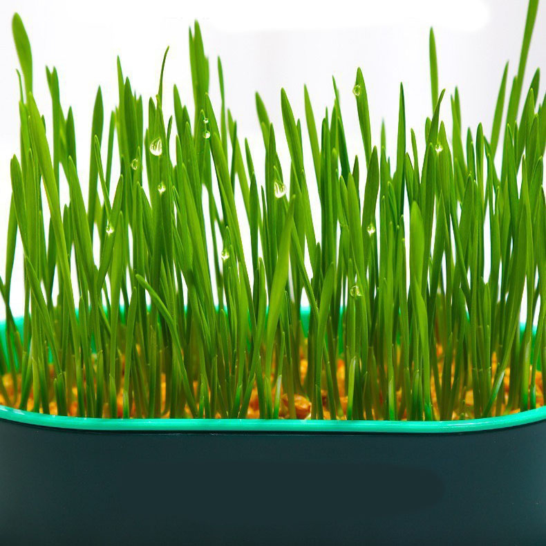 (19x12cm) Katzen Gras Anzucht Schale Pflanzen Topf Keim Schale - Schwarz / Grün