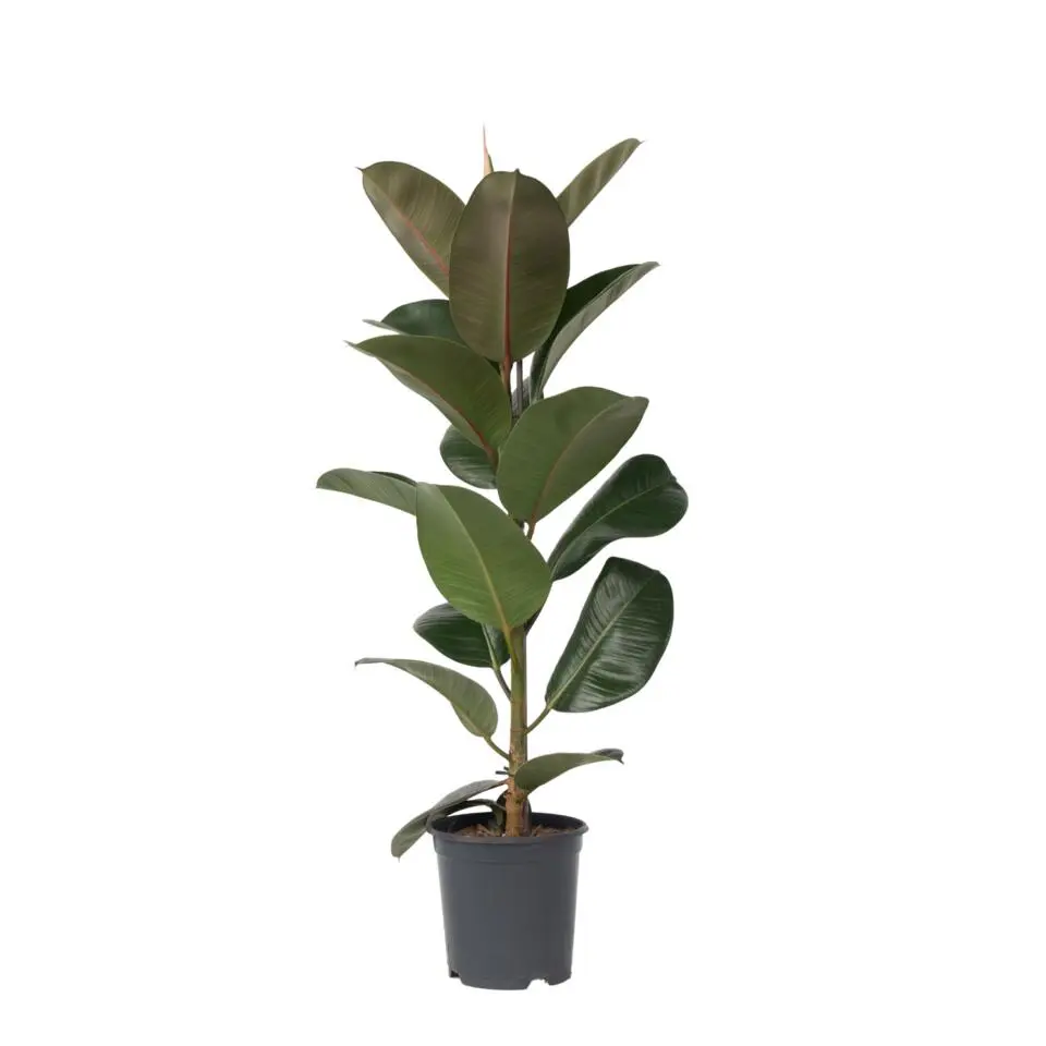 Rubberplant - Ficus Elastica 'Robusta' - Hoogte 75-100cm - ⌀24cm