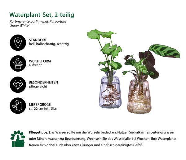 Waterplant-Set Duo in bunten Gläsern,
