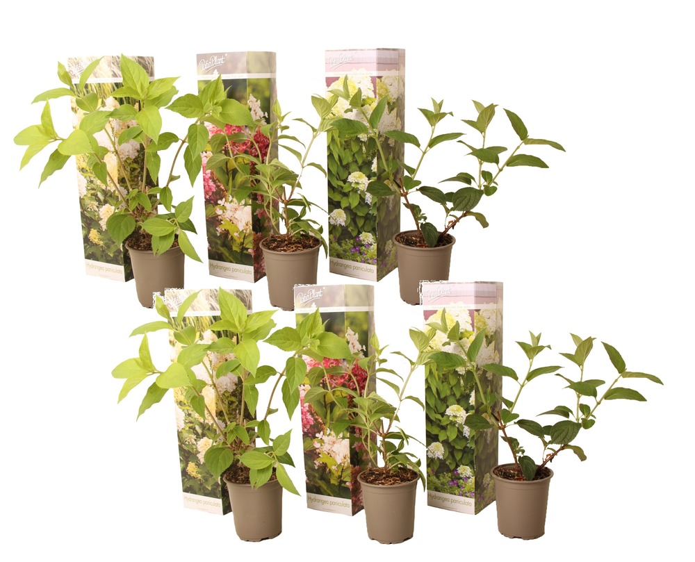 Hydrangea paniculata - mélange de 6 - jardin - pot 9cm - hauteur 25-35cm