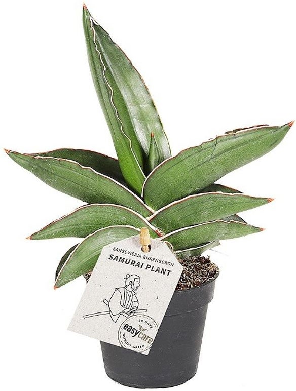 Vrouwentong (Sansevieria 'Samurai Dwarf') D 6 H 20 cm