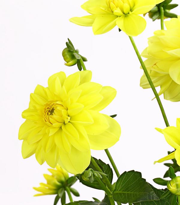Dahlie, verschiedene Farben