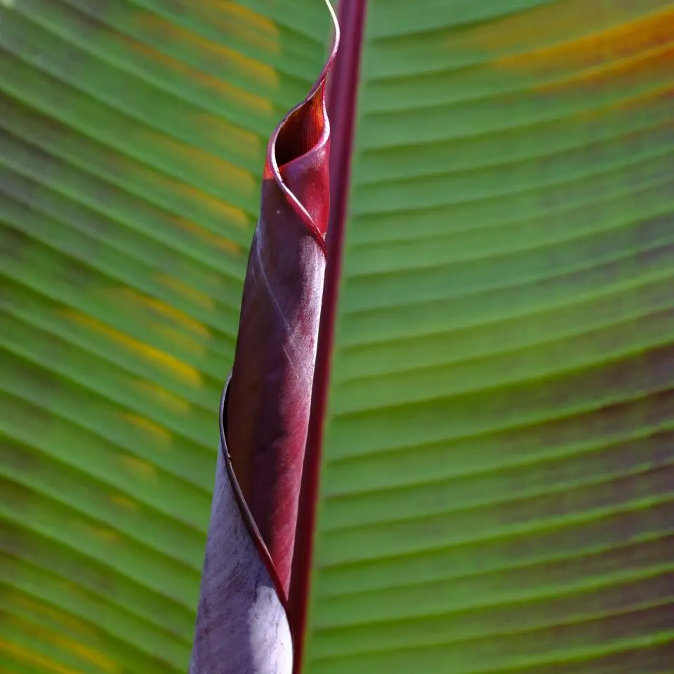 Rode bananenplant - Musa sikkimensis Ever Red - Hoogte 55-70cm - ⌀21cm
