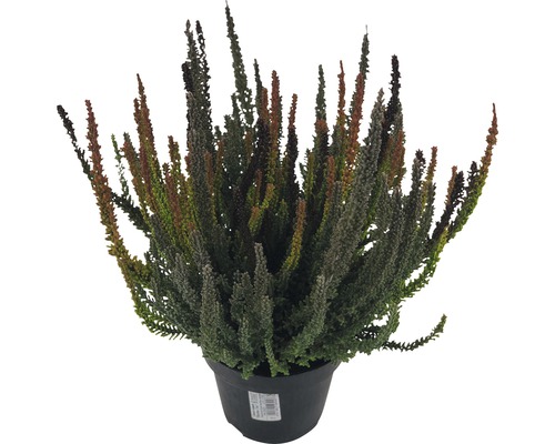 Driekleurige bladheide FloraSelf Calluna vulgaris 'Skyline' Trio Ø 11 cm pot