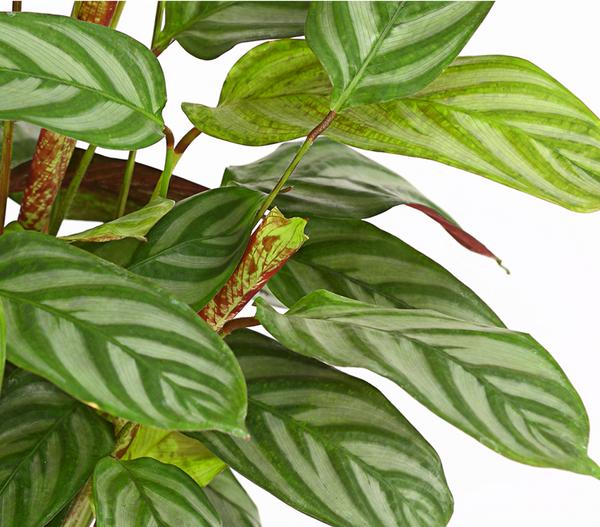 Korbmarante - Calathea 'Compactstar'